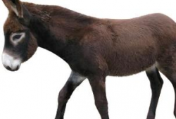 马配驴视频大全,动物界的跨界搭档秀